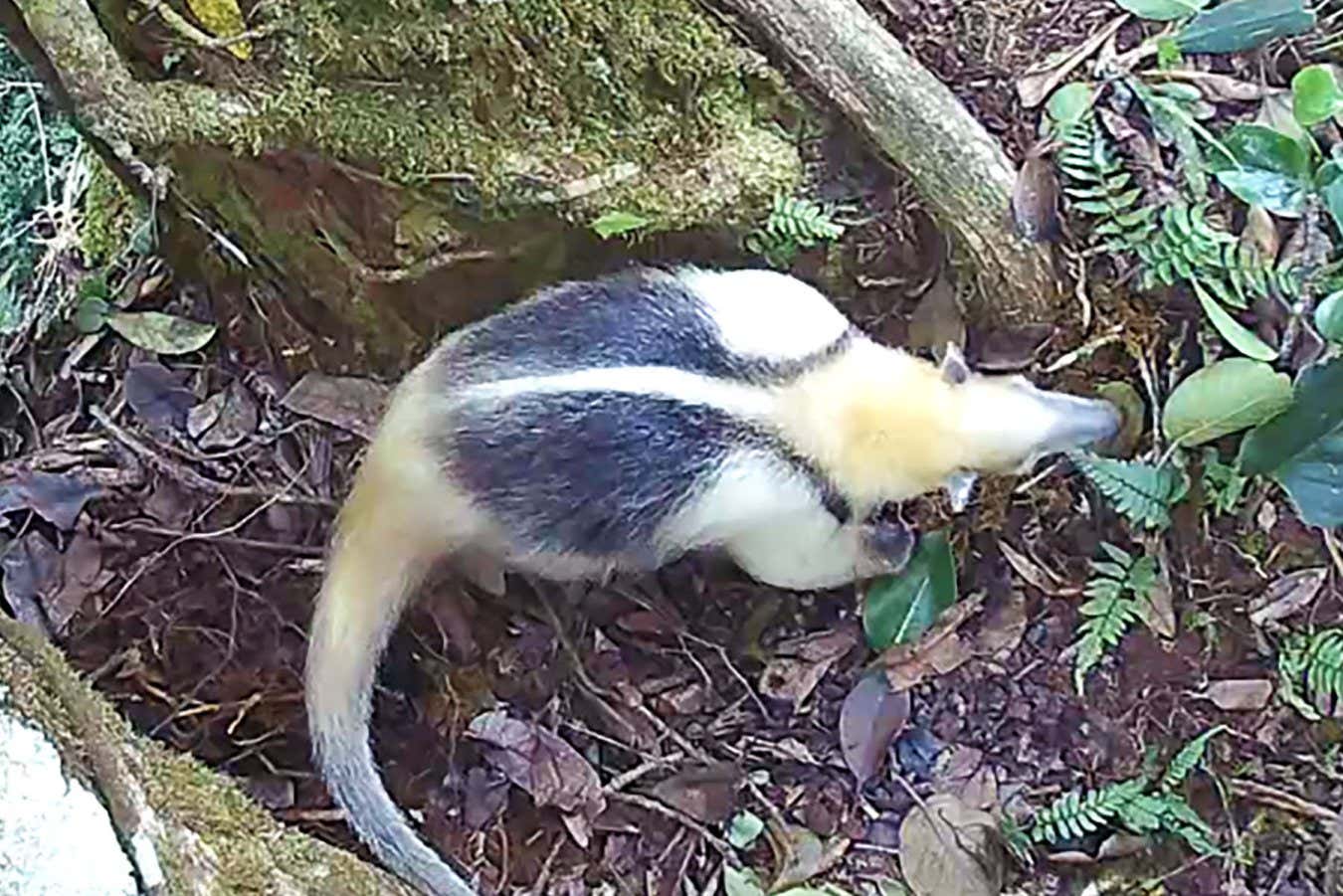 Το κοινό αποχωρητήριο της ζούγκλας: 17 είδη, ένα δέντρο