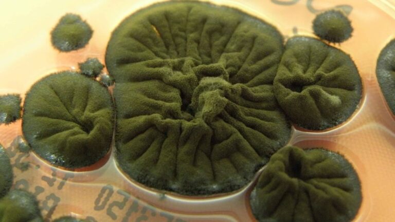 Το μαύρο μανιτάρι του Τσερνόμπιλ που «τρώει» ακτινοβολία