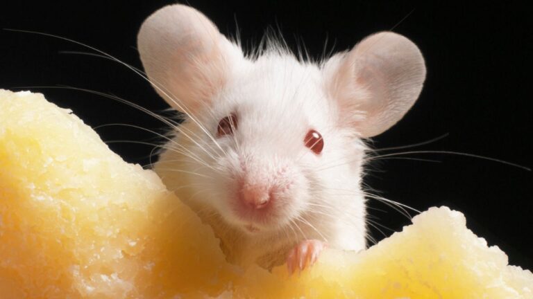 Γιατί οι κλώνοι δεν μπορούν να κλωνοποιηθούν για πάντα