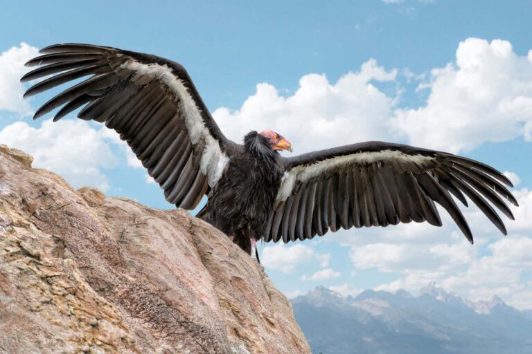 Γιατί υπάρχει το σεξ; Ένα βιβλίο που αναστατώνει όσα νομίζαμε ότι ξέρουμε