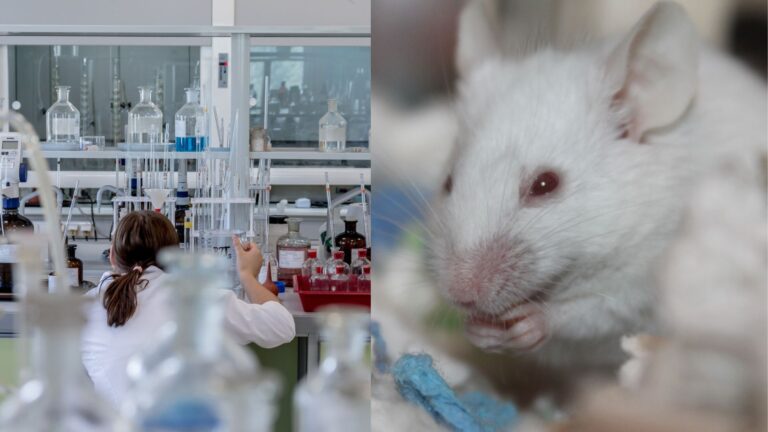 Αλλαγή στο DNA ανέστρεψε το φύλο ποντικιού