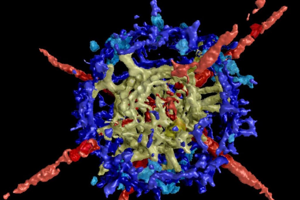 Κινεζικός βράχος-θησαυρός αποκαλύπτει νέα είδη πλαγκτού και ανατρέπει την εικόνα των ωκεανών λίγο πριν το Ορδοβίκιο