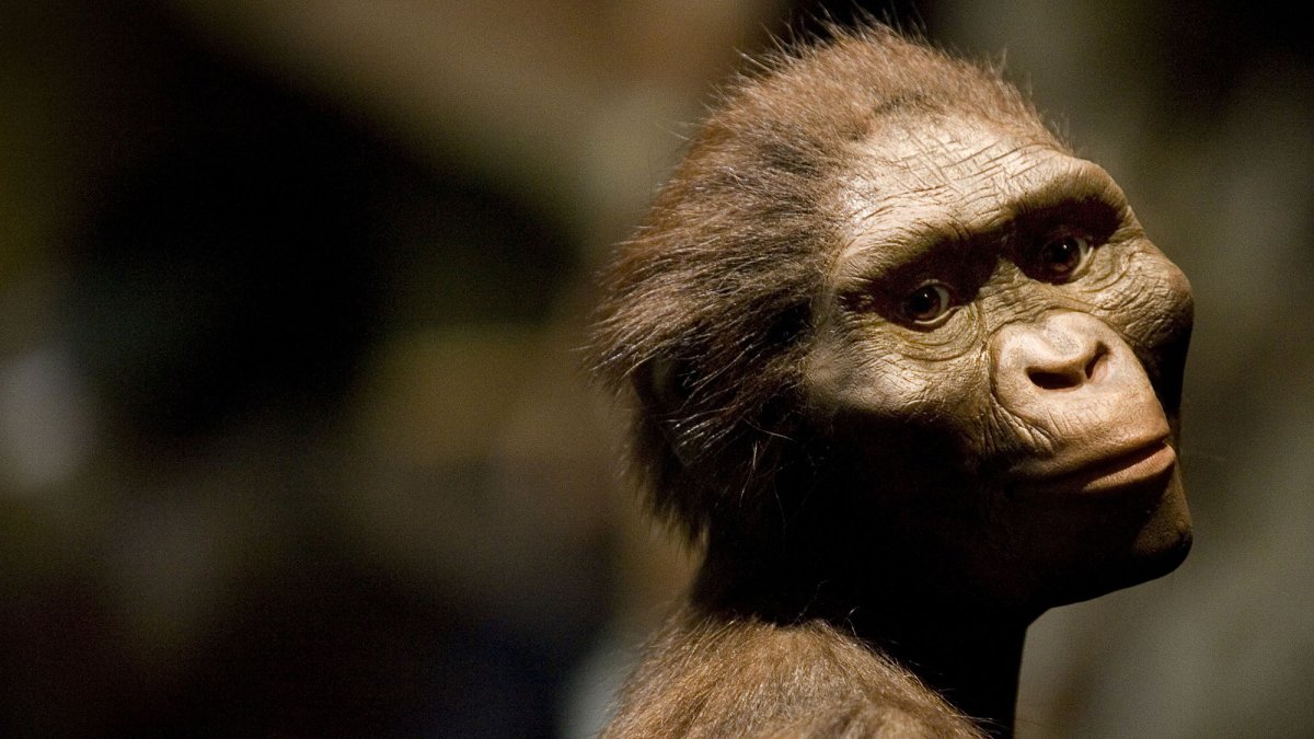 Γιατί οι άνθρωποι δεν έχουν ουρά