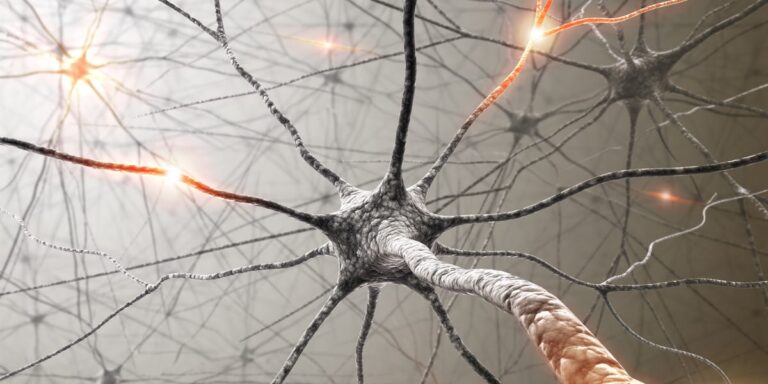 Τα εγκεφαλικά οργανοειδή γίνονται πιο σύνθετα