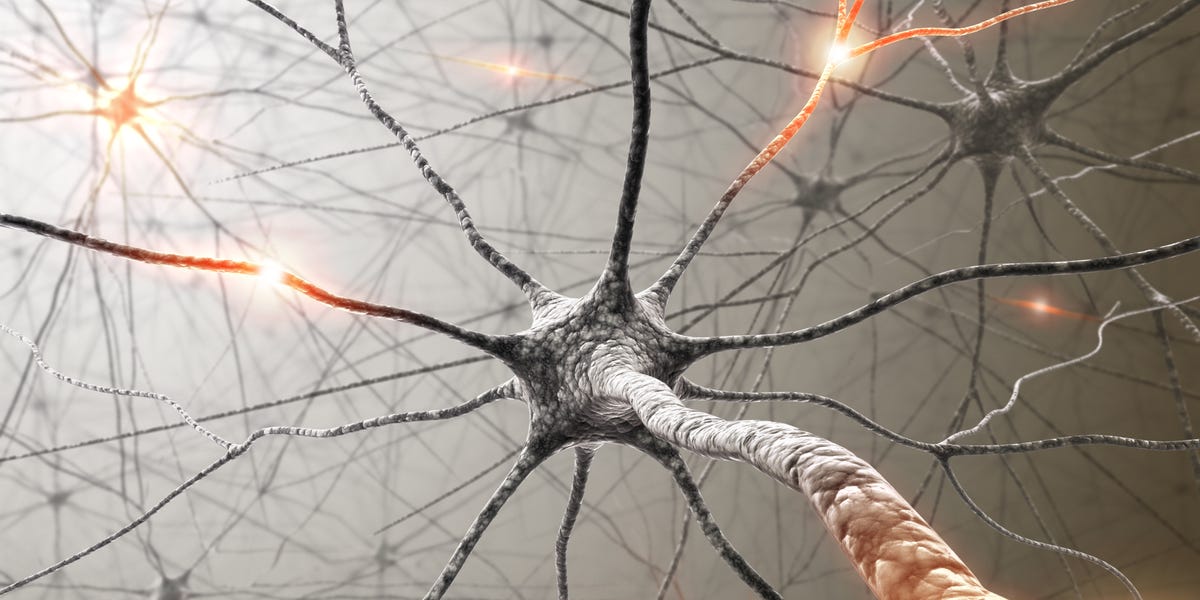 Τα εγκεφαλικά οργανοειδή γίνονται πιο σύνθετα