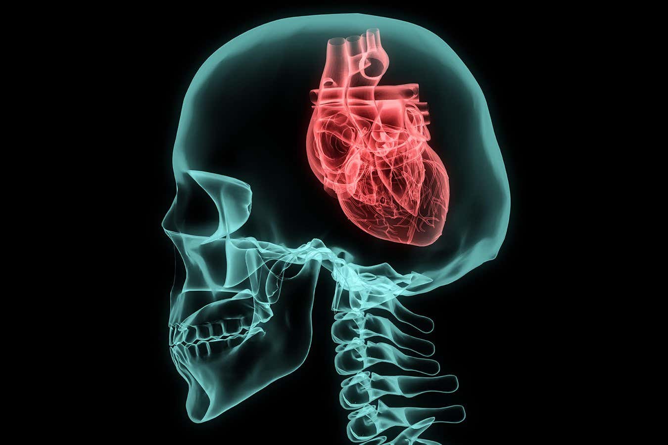 Μεταβλητότητα καρδιακού ρυθμού: τι δείχνει για την ψυχική υγεία