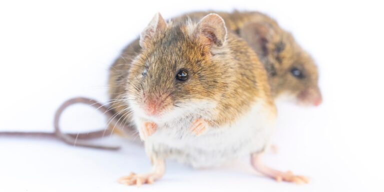 58 γενιές κλώνων ποντικιών: το πείραμα που αποδεικνύει γιατί η σεξουαλική αναπαραγωγή είναι αναντικατάστατη