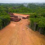 Τα carbon credits έχουν αδυναμίες, αλλά βοηθούν ακόμη τα δάση