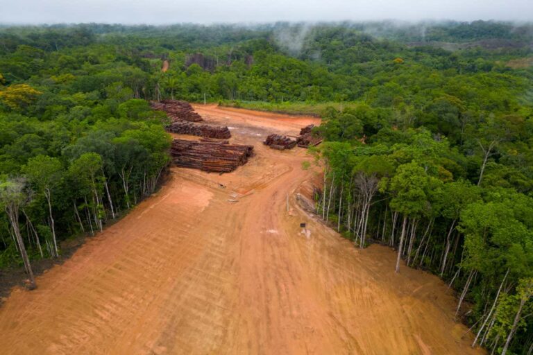 Τα carbon credits έχουν αδυναμίες, αλλά βοηθούν ακόμη τα δάση