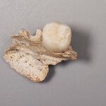 Αρχαία δόντια δείχνουν σύνδεση Denisovans και Homo erectus