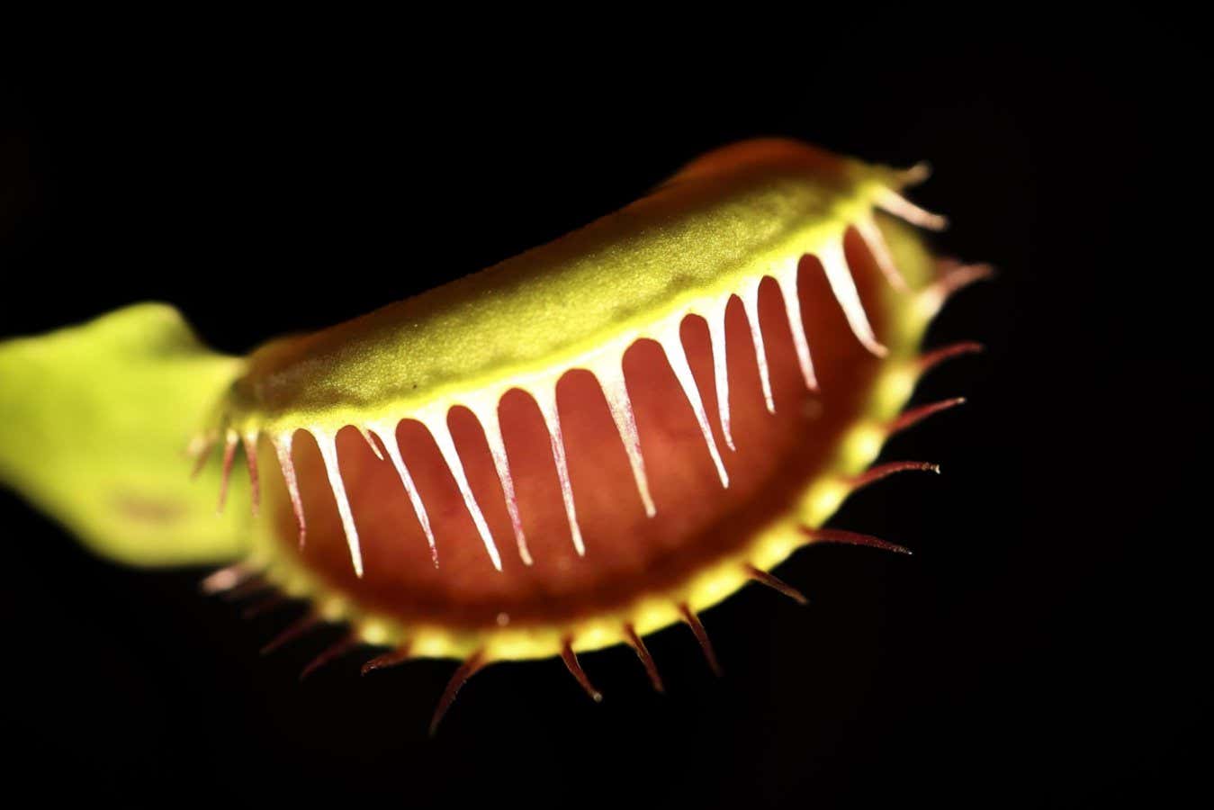Πώς κλείνουν οι παγίδες της Venus flytrap;