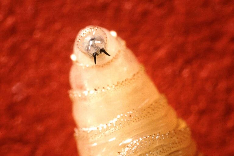 Το screwworm ίσως γίνει το πρώτο είδος στόχος εξαφάνισης