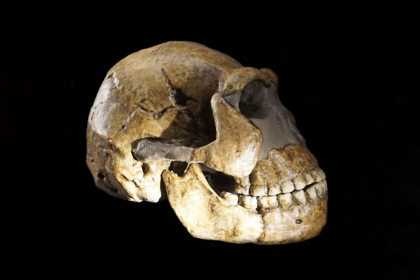 Όλοι οι γνωστοί σκελετοί Homo naledi φαίνεται να είναι θηλυκοί