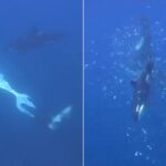 Όρκες κατακερματίζουν sunfish με χτύπημα υψηλής ταχύτητας