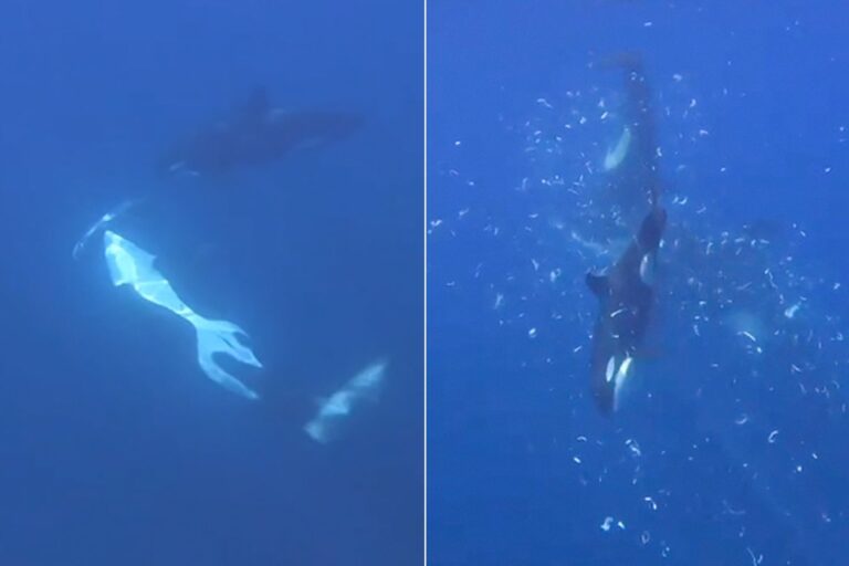 Όρκες κατακερματίζουν sunfish με χτύπημα υψηλής ταχύτητας