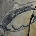 Απολίθωμα 245 εκατομμυρίων ετών με άθικτα εσωτερικά όργανα