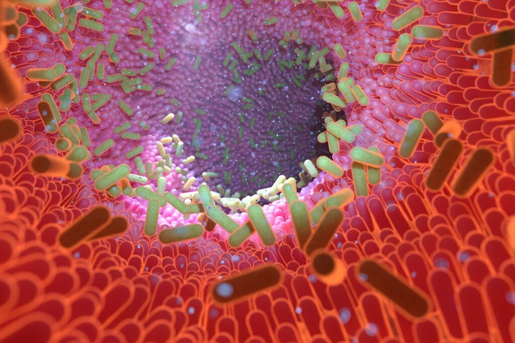 Postbiotic μειώνει τον κίνδυνο εγκεφαλικής βλάβης μετά από διάσειση