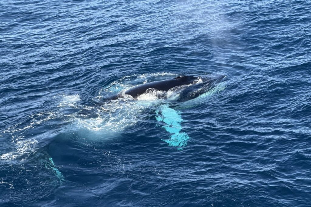 Ομαδική σίτιση φαλαινών στα ανοικτά της ανατολικής Γροιλανδίας