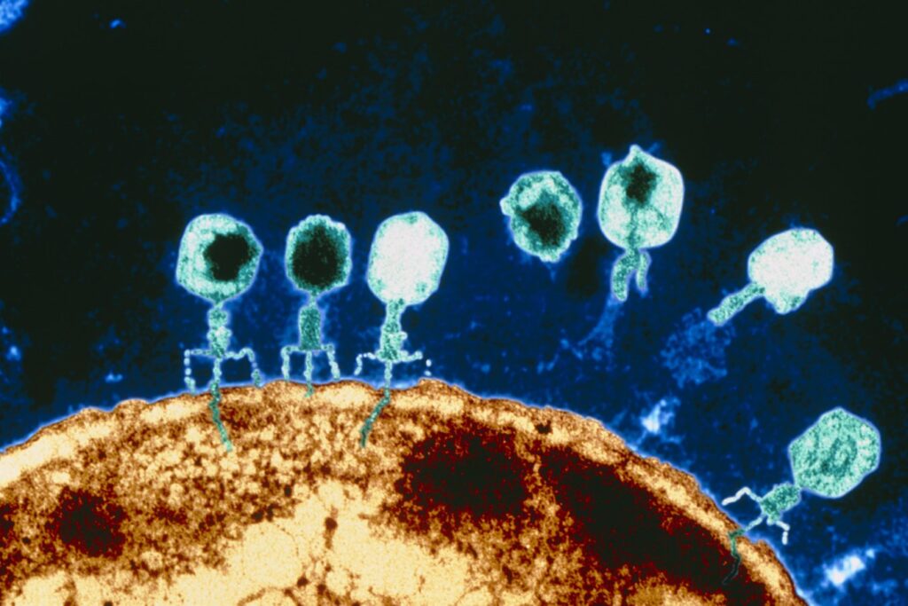 CRISPR-οπλισμένοι φάγοι βελτίωσαν σοβαρή λοίμωξη από ανθεκτικό E. coli
