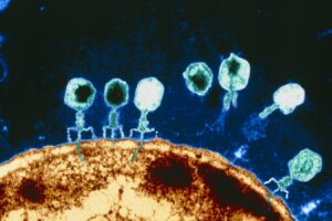 CRISPR-οπλισμένοι φάγοι βελτίωσαν σοβαρή λοίμωξη από ανθεκτικό E. coli