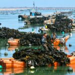 Γιατί η καλλιέργεια φυκιών δεν αρκεί για το κλίμα