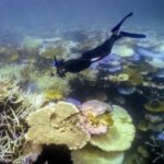 Ρεκόρ Ελ Νίνιο απειλεί τον Μεγάλο Κοραλλιογενή Ύφαλο με μετατόπιση σε φύκια