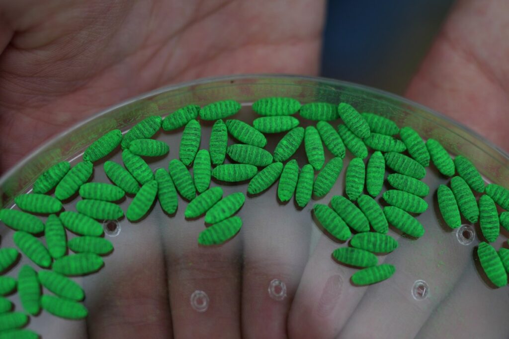 Πρώτο κρούσμα New World screwworm στην Αριζόνα: επιβεβαίωση σε σκύλο και μέτρα περιορισμού