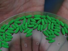 Πρώτο κρούσμα New World screwworm στην Αριζόνα: επιβεβαίωση σε σκύλο και μέτρα περιορισμού