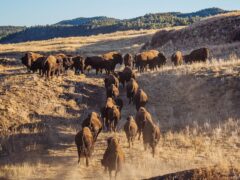 Γιατί όλο και περισσότεροι ταξιδιώτες ψαρεύουν, συλλέγουν και κυνηγούν στις διακοπές τους
